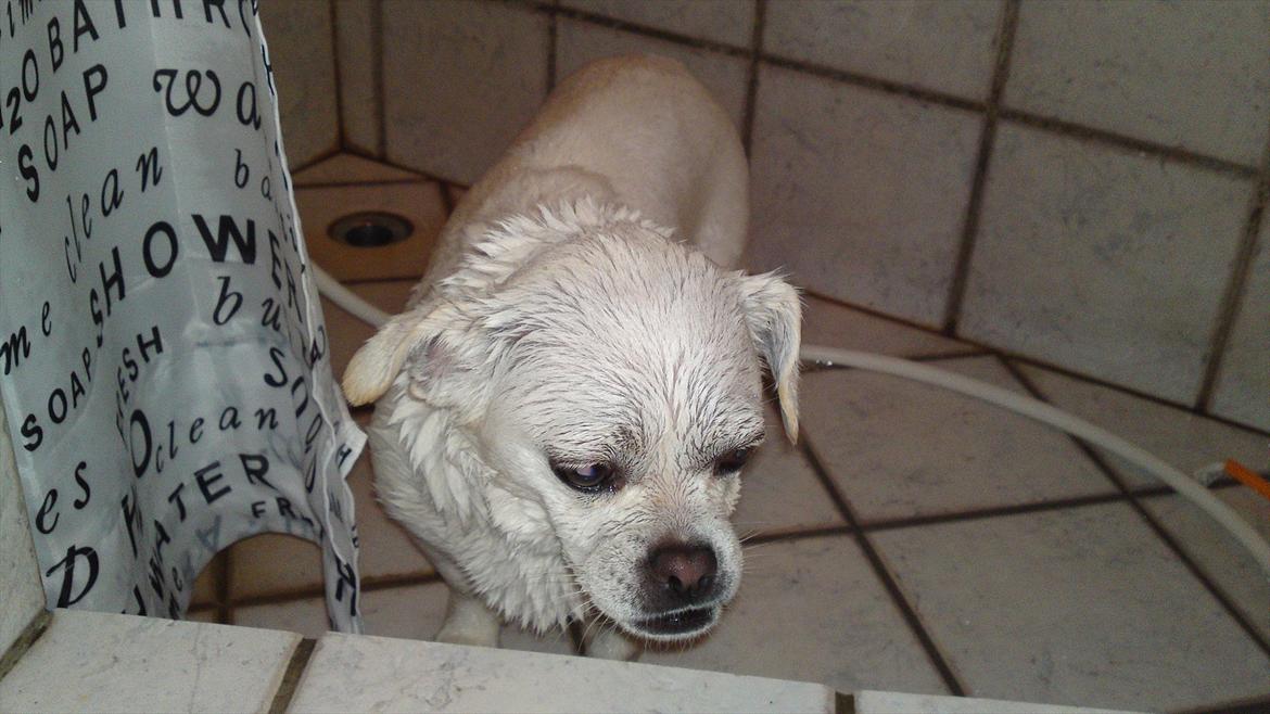 Blanding af racer Sasiha billede 10