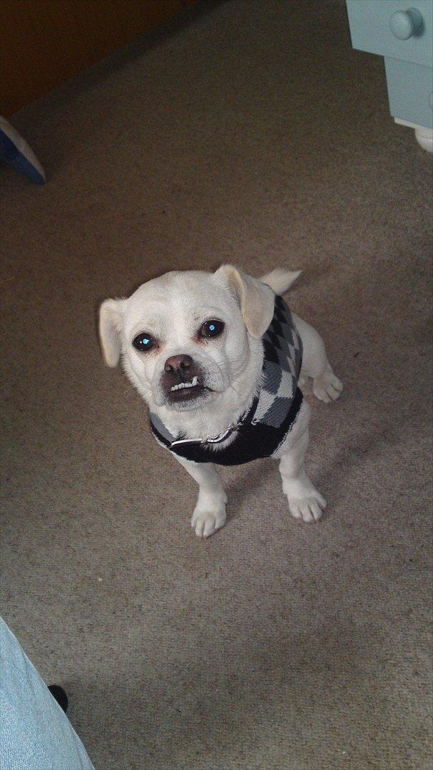 Blanding af racer Sasiha billede 11