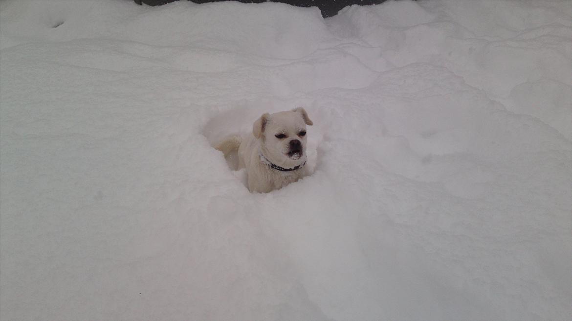 Blanding af racer Sasiha billede 12