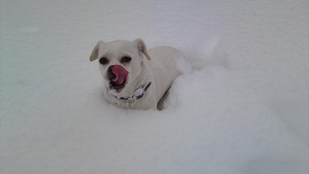 Blanding af racer Sasiha billede 13