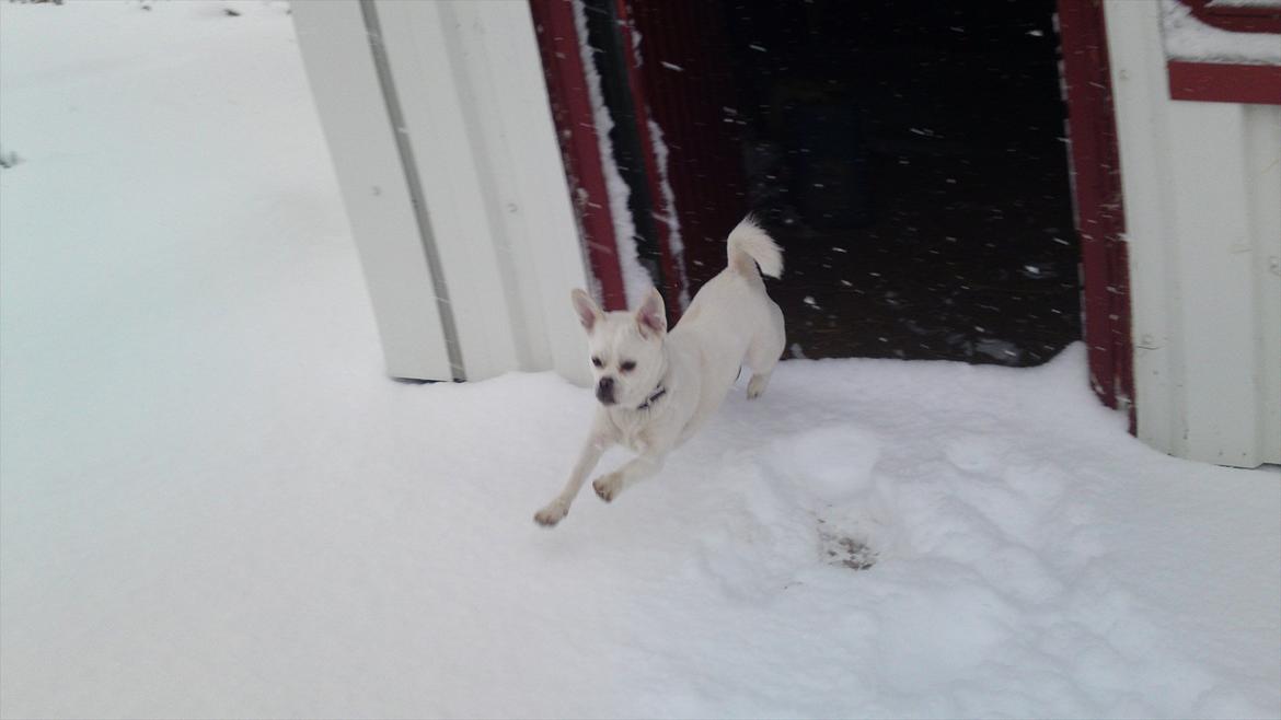 Blanding af racer Sasiha billede 14