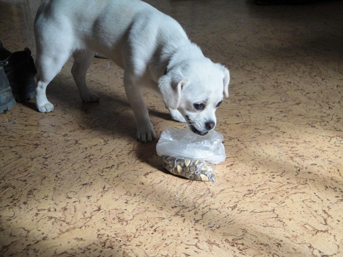 Blanding af racer Sasiha billede 15