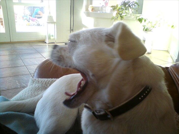 Blanding af racer Sasiha billede 16