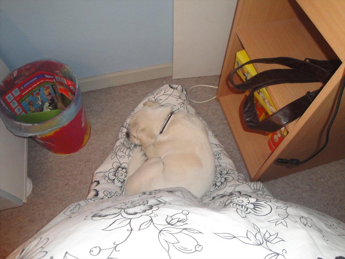 Blanding af racer Sasiha billede 17