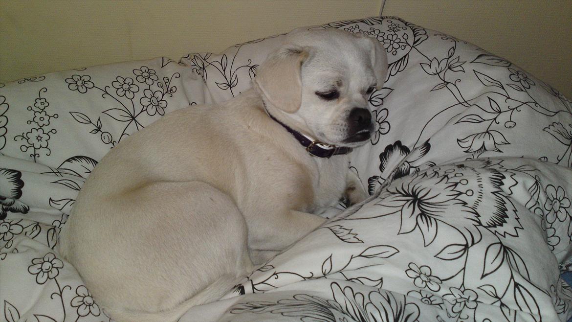 Blanding af racer Sasiha billede 18