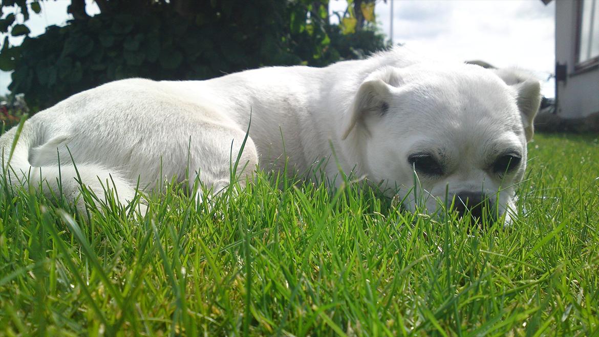 Blanding af racer Sasiha billede 19