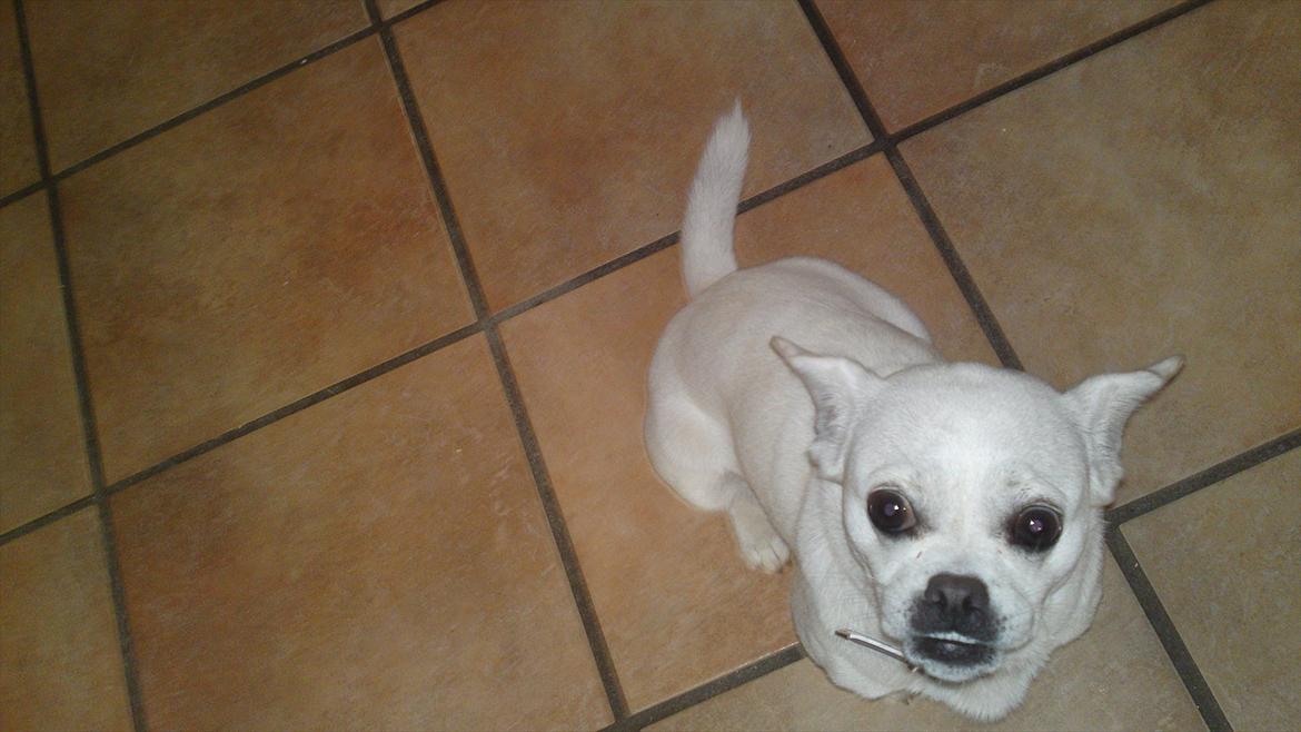 Blanding af racer Sasiha billede 20