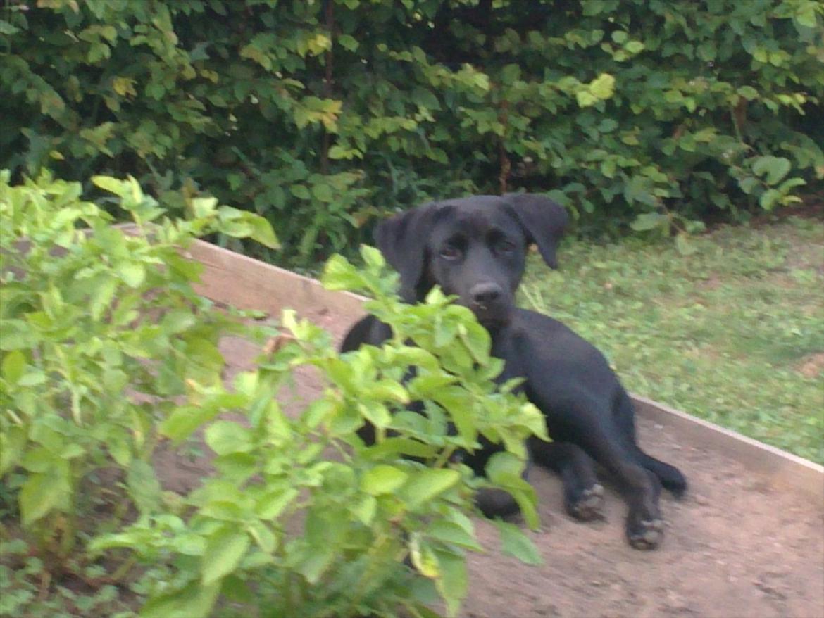 Blanding af racer Rottweiler/lab Diego [ Tidliger hund] billede 7