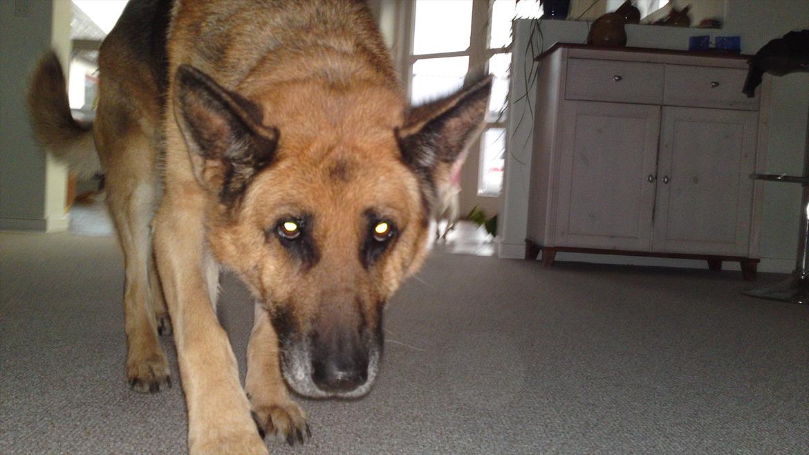 Schæferhund Biti billede 1