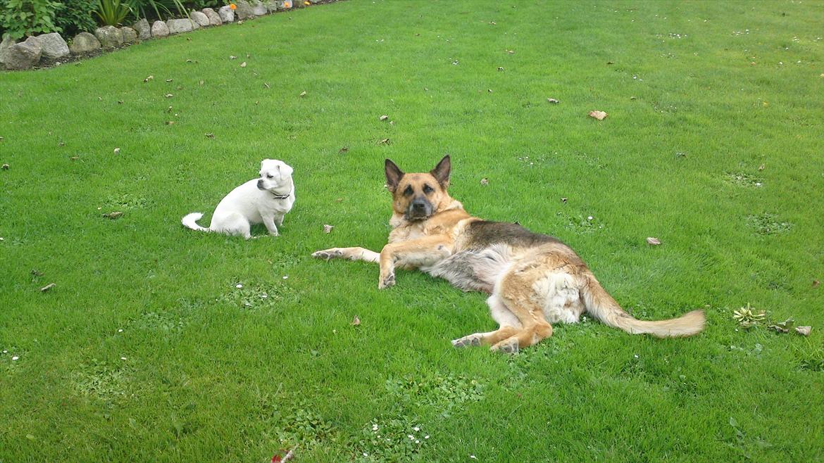 Schæferhund Biti billede 2