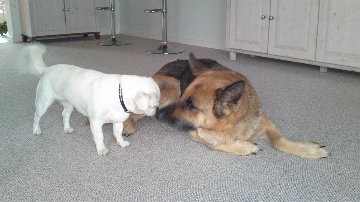 Schæferhund Biti billede 3