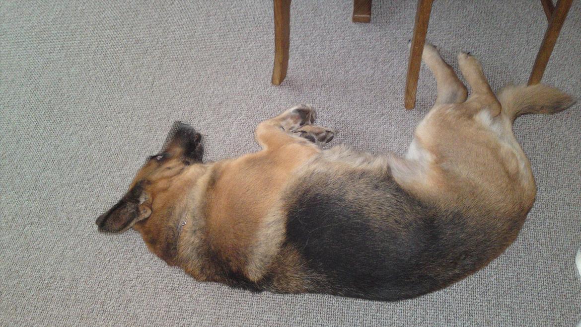 Schæferhund Biti billede 4