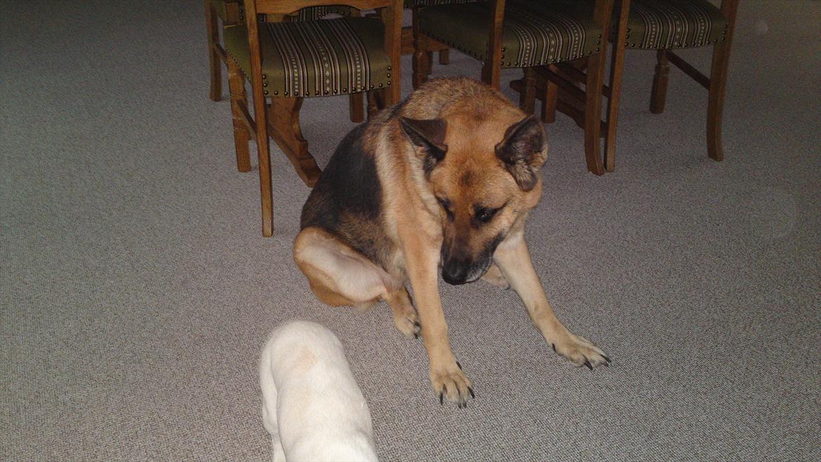 Schæferhund Biti billede 5