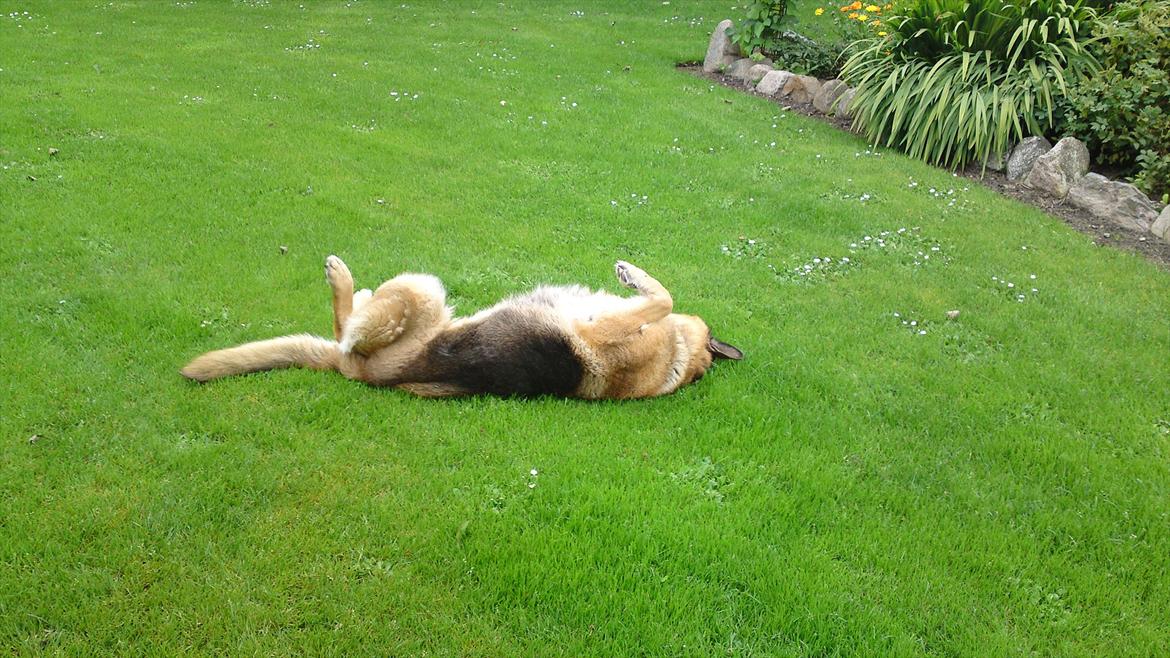 Schæferhund Biti billede 6