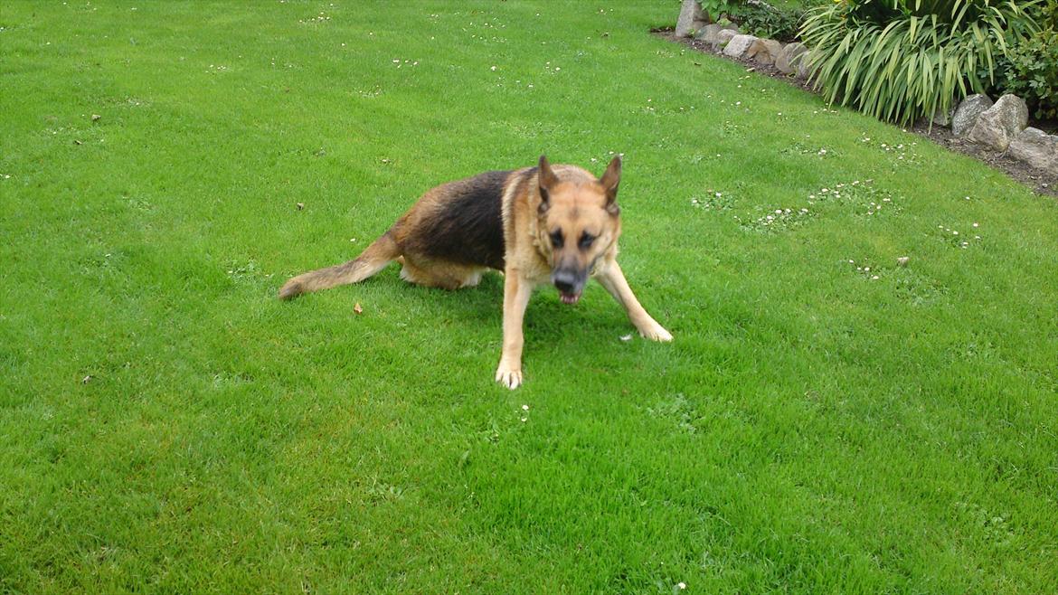 Schæferhund Biti billede 7