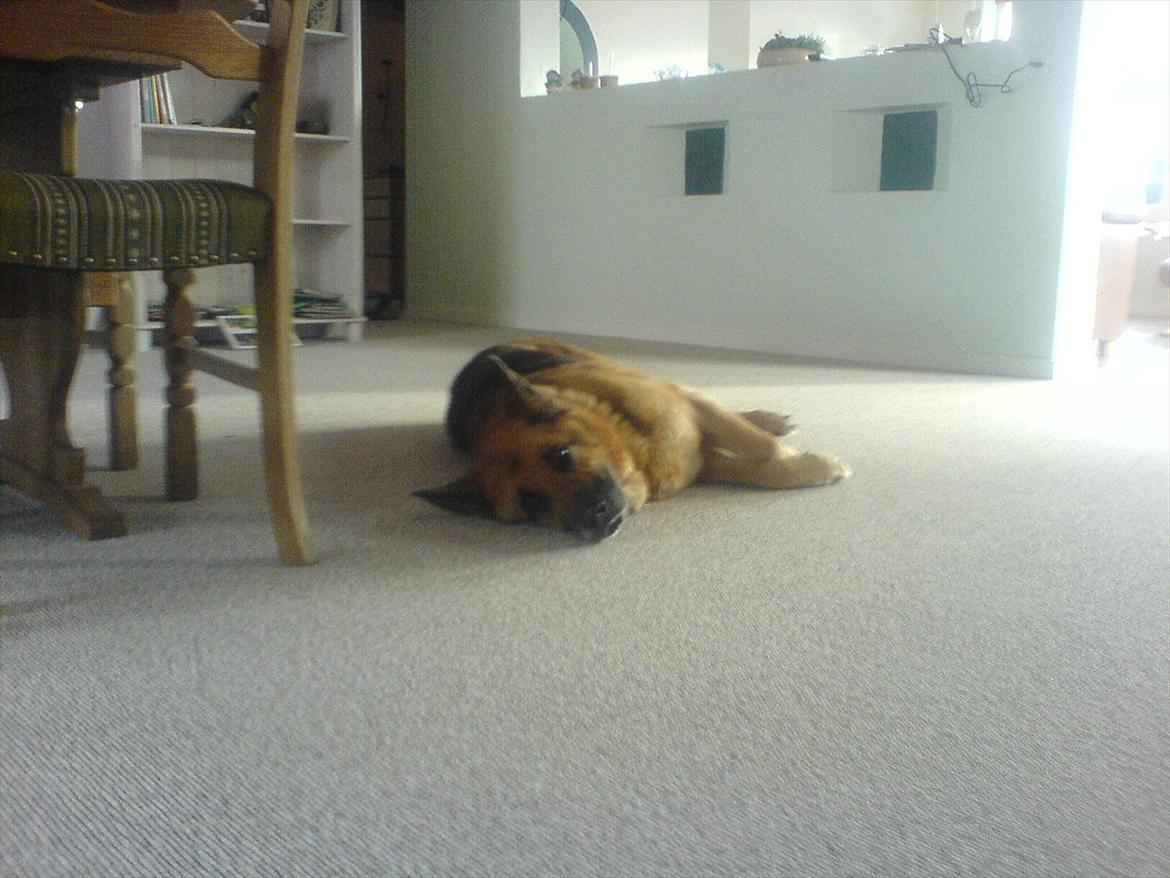 Schæferhund Biti billede 8