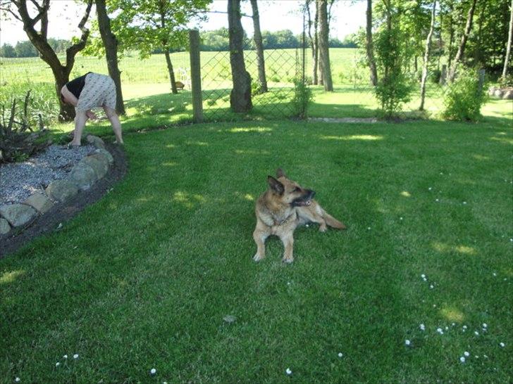 Schæferhund Biti billede 9