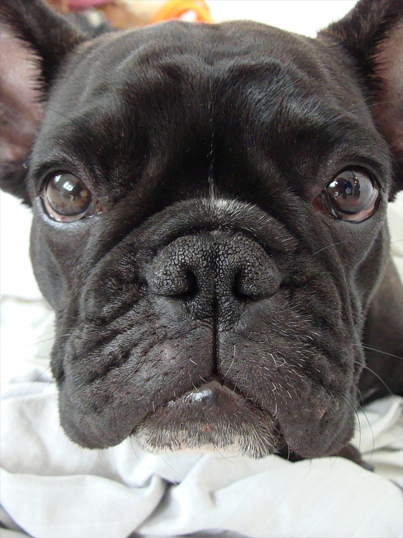 Fransk bulldog Esther billede 1