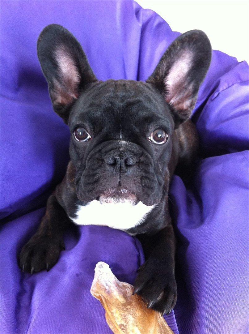 Fransk bulldog Esther billede 2