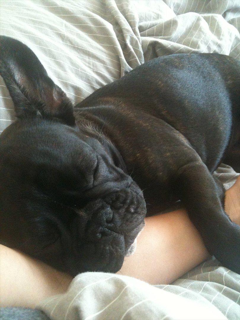 Fransk bulldog Esther billede 3