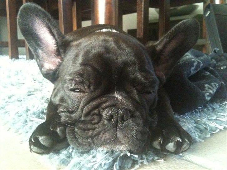 Fransk bulldog Esther billede 4