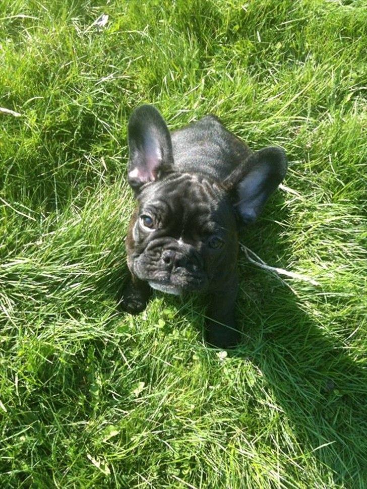 Fransk bulldog Esther billede 5