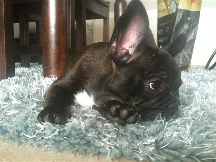 Fransk bulldog Esther billede 6