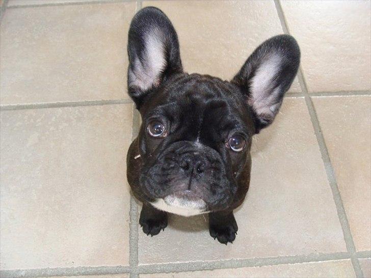 Fransk bulldog Esther billede 7