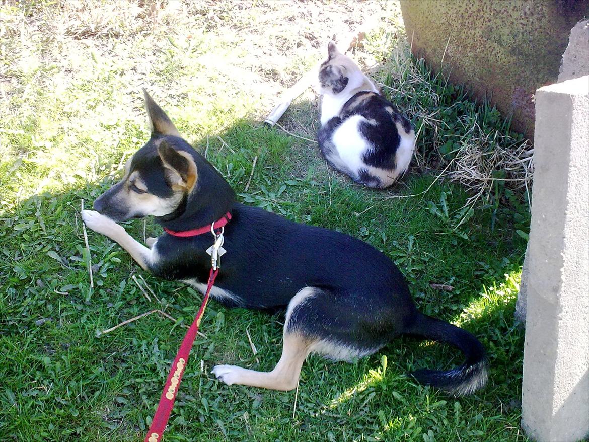 Blanding af racer Lea billede 12