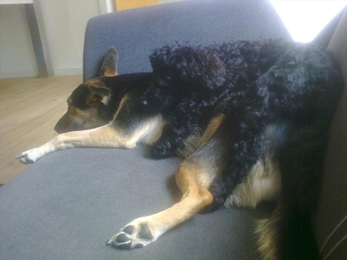 Blanding af racer Lea billede 11