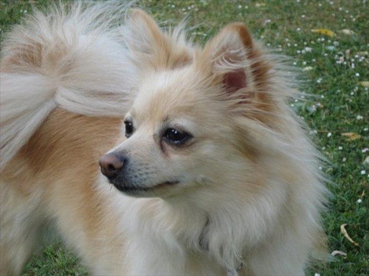 Pomeranian Fie billede 1