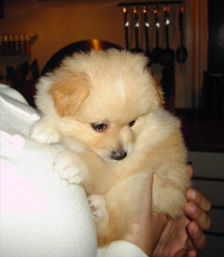 Pomeranian Fie - 5 uger gammel. Første gang jeg var ovre og se hende. billede 2
