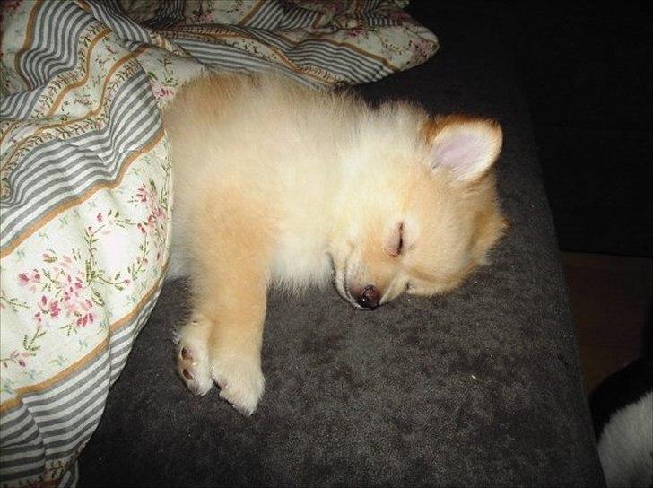 Pomeranian Fie billede 3