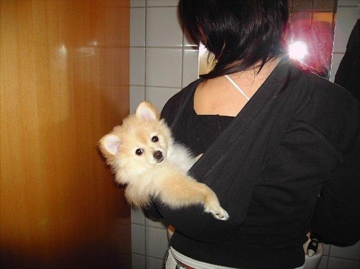 Pomeranian Fie billede 4