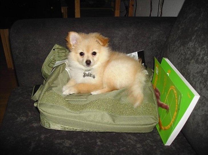 Pomeranian Fie billede 5