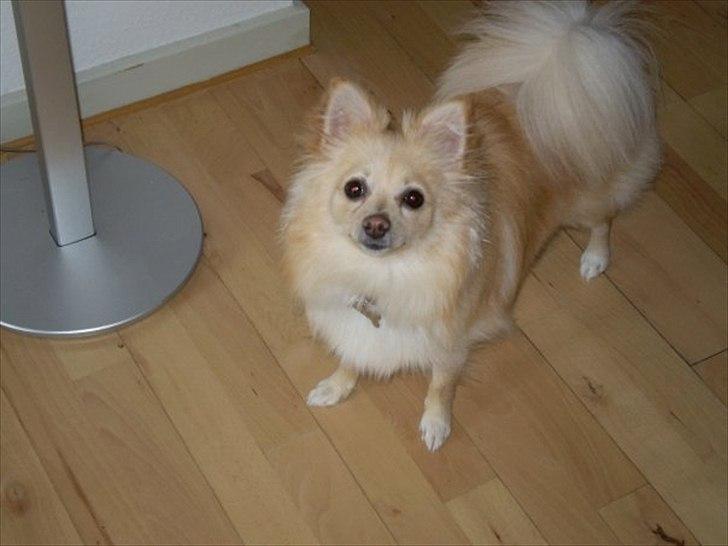 Pomeranian Fie billede 6