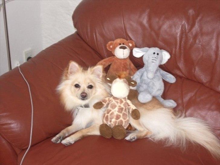 Pomeranian Fie billede 7