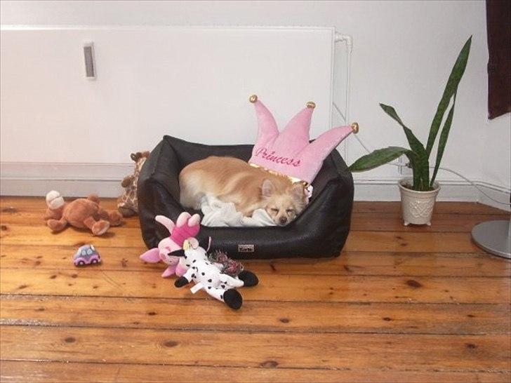 Pomeranian Fie billede 8