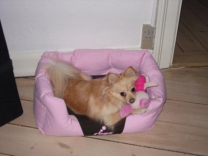 Pomeranian Fie billede 9