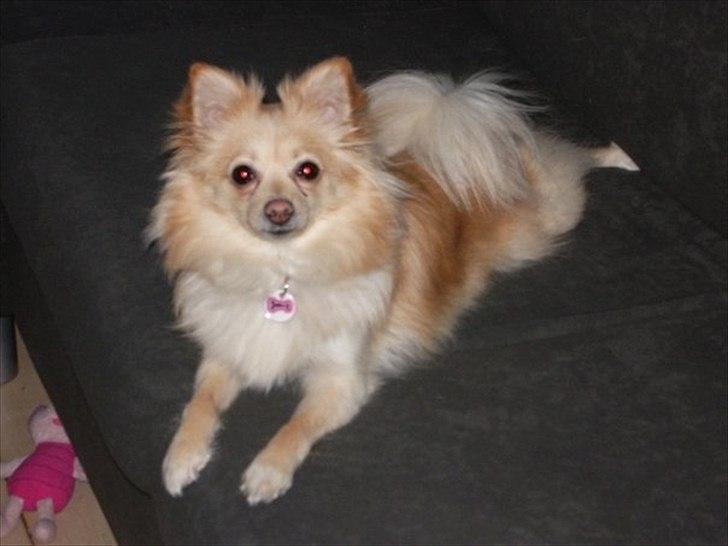 Pomeranian Fie billede 10