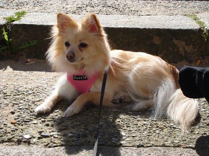 Pomeranian Fie billede 11