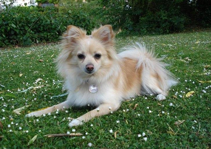 Pomeranian Fie billede 12