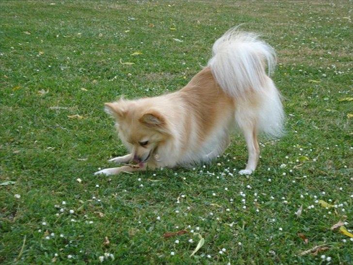 Pomeranian Fie billede 13