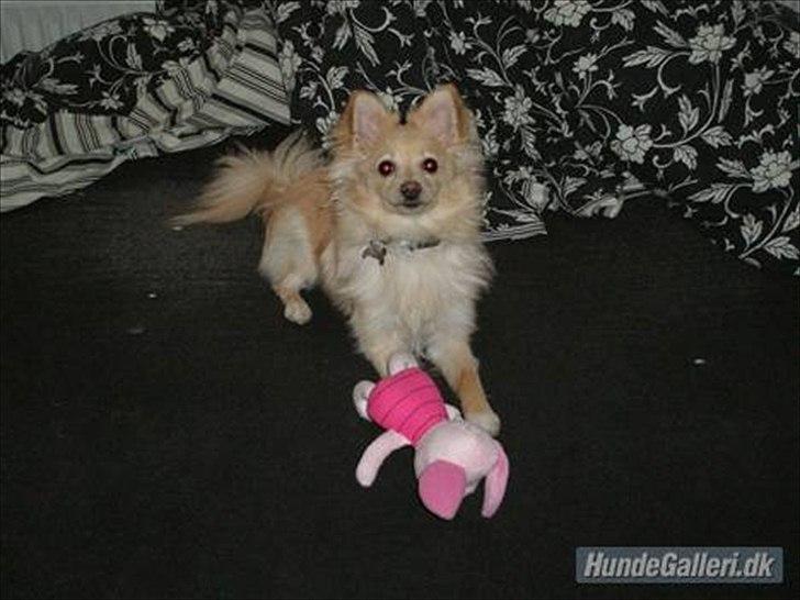 Pomeranian Fie billede 14