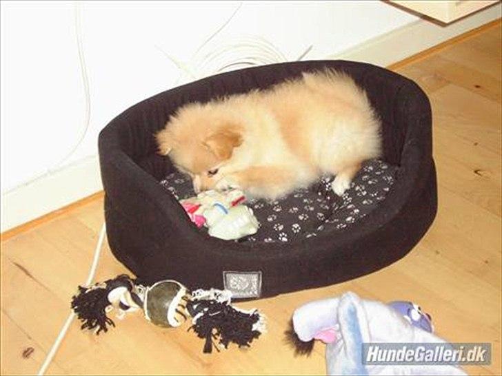 Pomeranian Fie billede 15