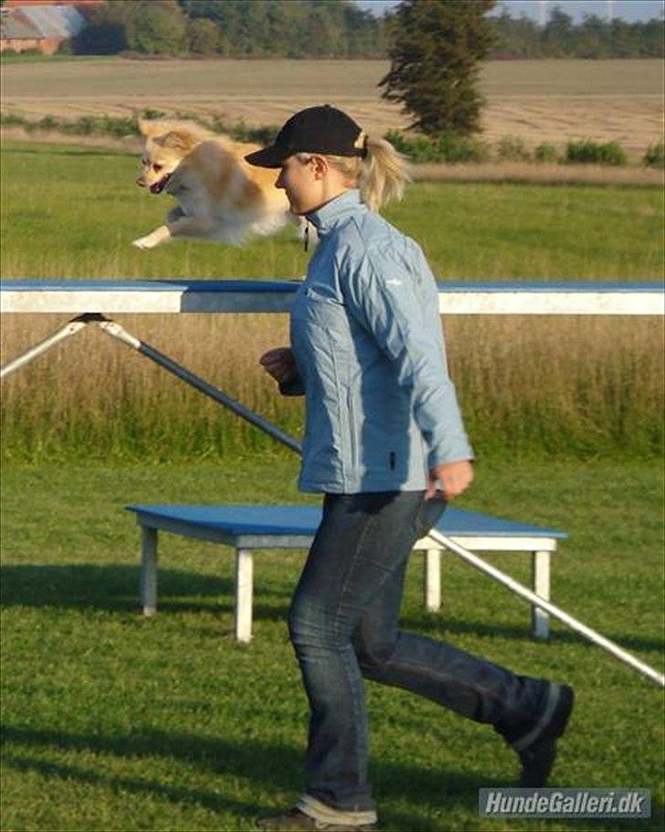 Pomeranian Fie - På vej over balancebommen i agility. billede 16