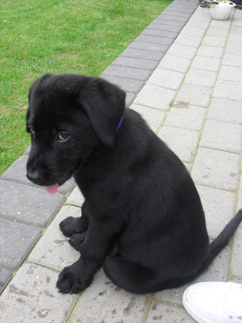 Blanding af racer | Buster - 9 uger.  billede 19