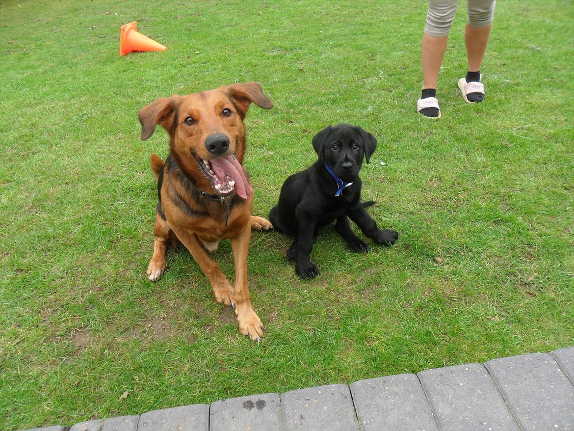 Blanding af racer | Buster - Bisse & Buster :o) 
9 uger. billede 20