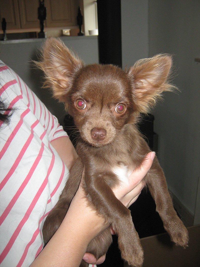 Chihuahua Enzo billede 16