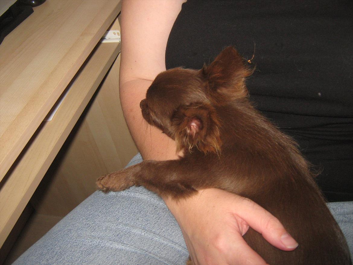 Chihuahua Enzo billede 17